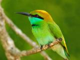 Yala National Park
